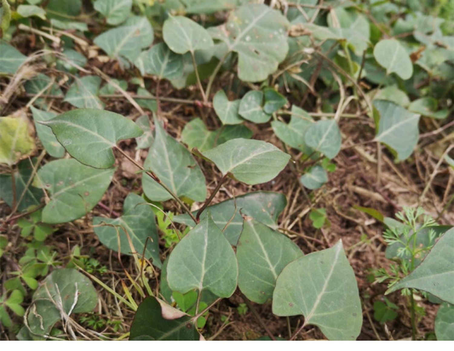 夜交藤500克 新货中材生野何首乌藤 棋藤 九真藤 山区新鲜干货