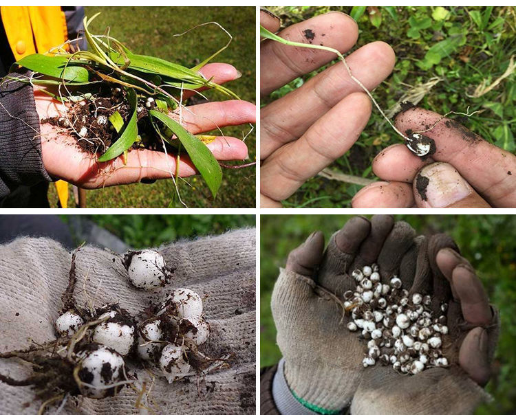 正宗西藏藏贝母野生藏见贝颗粒特级味苦 正宗藏贝母