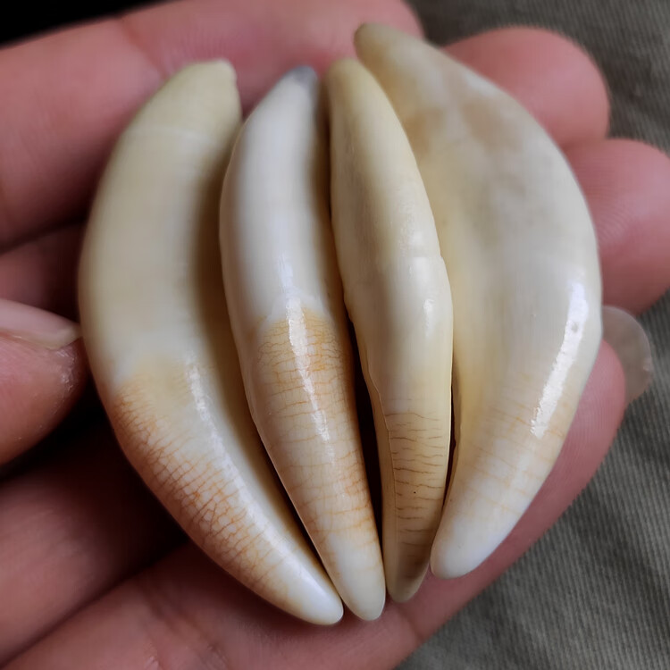 ruiyi狼牙吊坠血横纹狼牙吊坠项链男女真藏獒黑狗牙齿挂件宝宝儿童