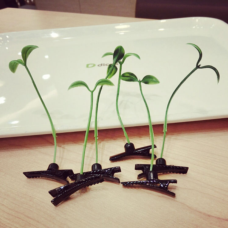 小发卡头上长草豆芽头顶发卡卖萌长草饰品头顶发卡豆芽小草 15根小草