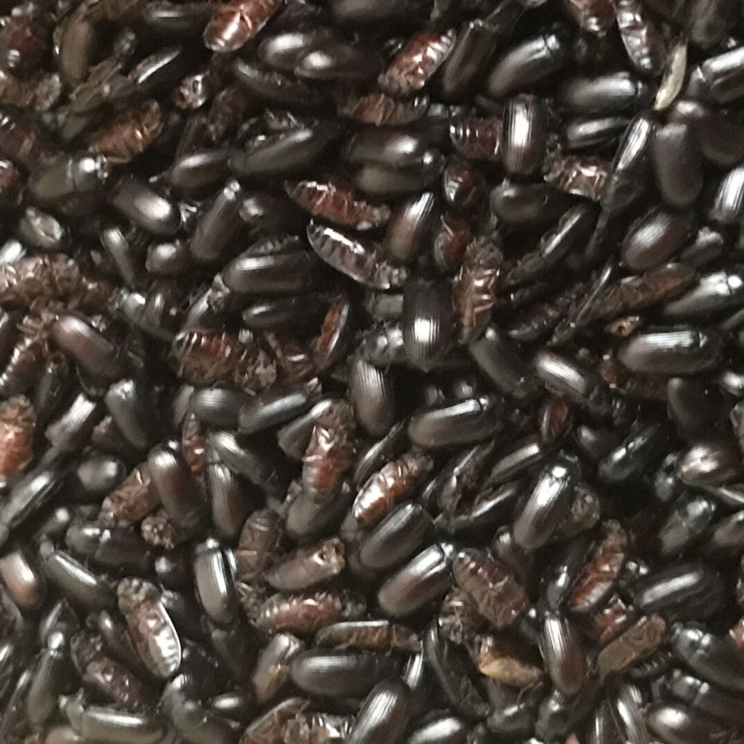 九龙虫洋虫烘干自己家养药材喂养烘干九龙虫 优质品 烘干九龙虫520只