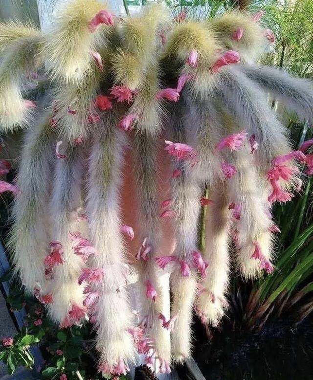 多肉植物猴尾柱九尾狐黄金纽仙人掌仙人球科盆栽软毛植