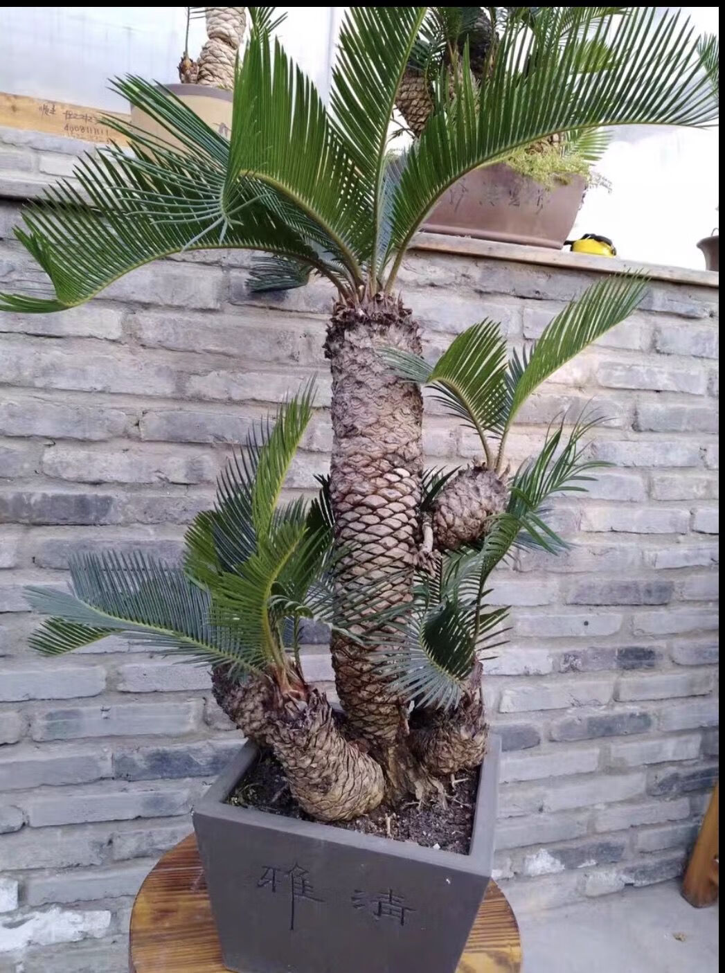 boussac白鳞铁树苏铁 精品小品花卉盆栽桌上盆景 名贵稀有植物好成活