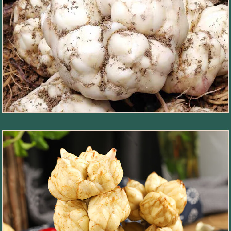 (现挖现发)湖北恩施新鲜卷丹百合 鲜百合 食用现挖微苦百荷 当季蔬菜