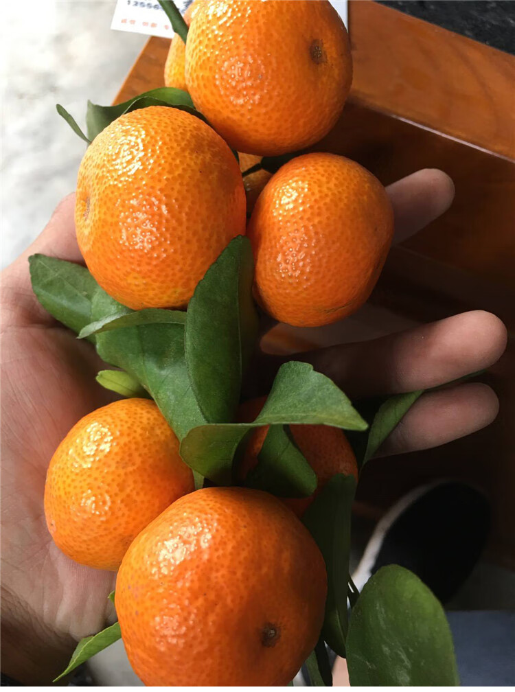 广东四会沙糖桔当季新鲜水果小砂糖橘子无核薄皮10斤顺丰孕妇精选大果