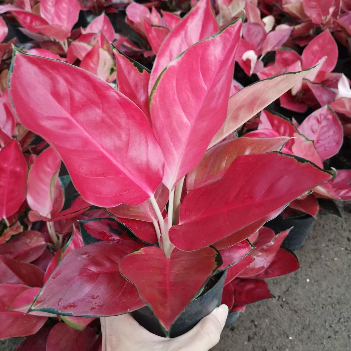 芊阙轻奢芊阙水培植物绿植室内吉祥如意中国红吉利红盆栽办公室四季