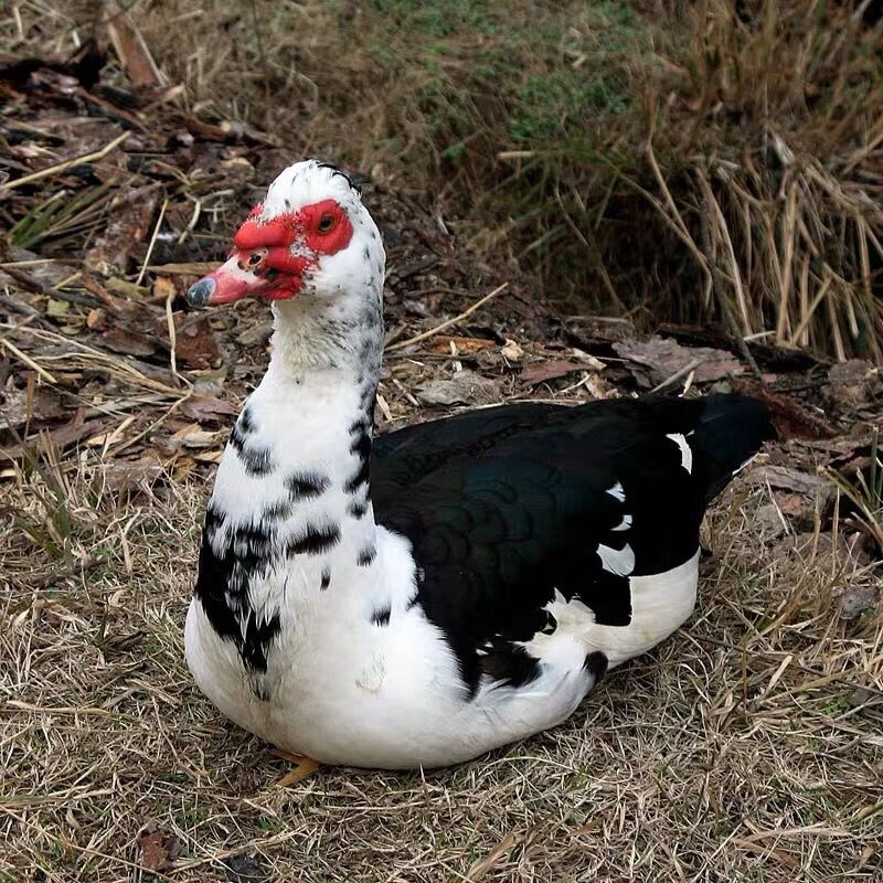两年散养番鸭红头鸭屯鸭藤鸭鸳鸯鸭木头鸭洋鸭展志曼智广纳力驰公鸭杀
