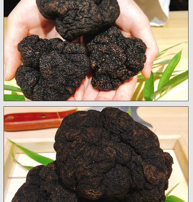 现货速发喜盼春来新鲜公黑松露菌野国产白松露猪拱菌食材送领导送情人