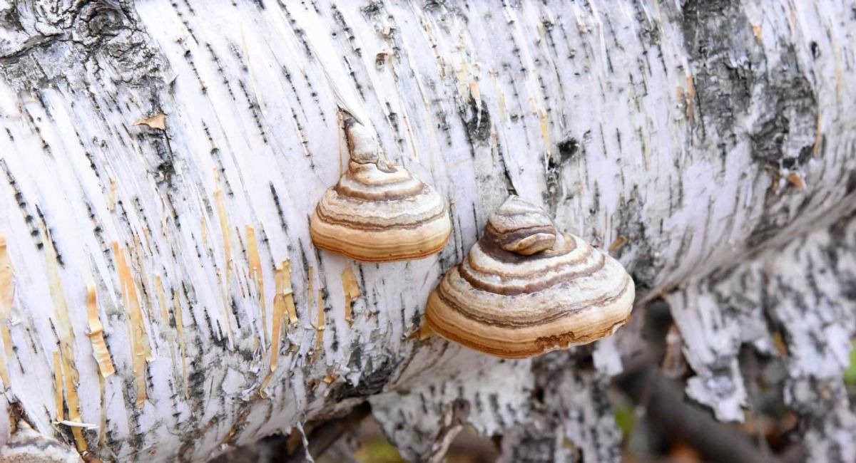 伟博【野生灵芝木蹄灵芝】天然深山野灵芝 正宗野生木蹄层孔菌 野生