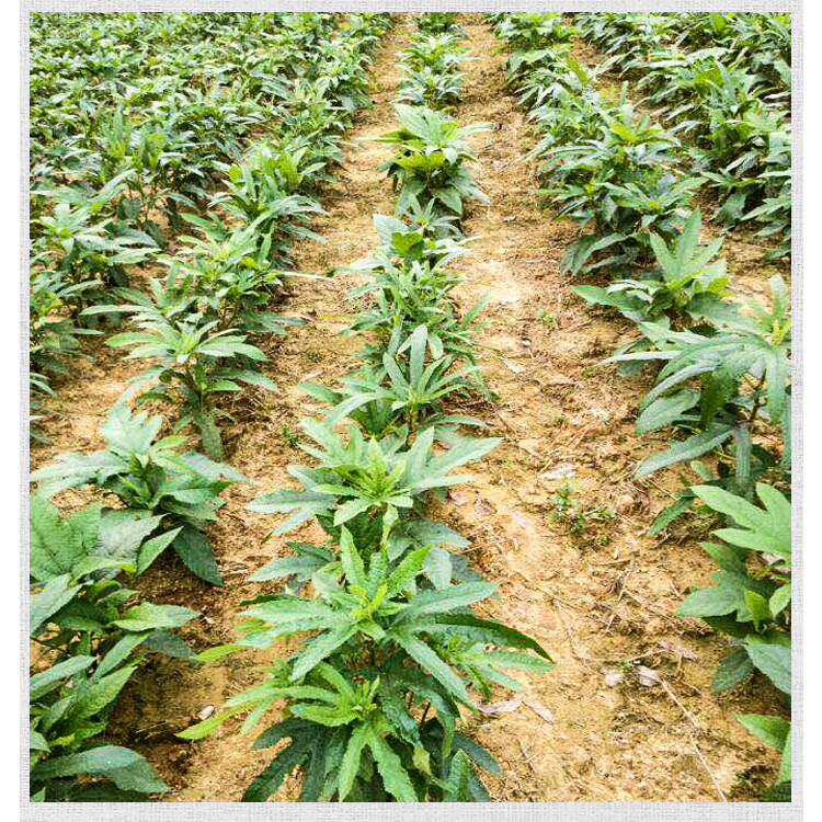 qcdd广西五指毛桃种子南方北方四季可种植中药材果树五指毛桃种子五指