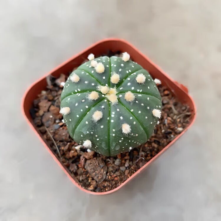 *轻奢球仙人掌客厅仙人球吸甲醛盆栽办公室星兜抖音网红sn6783 幸运星