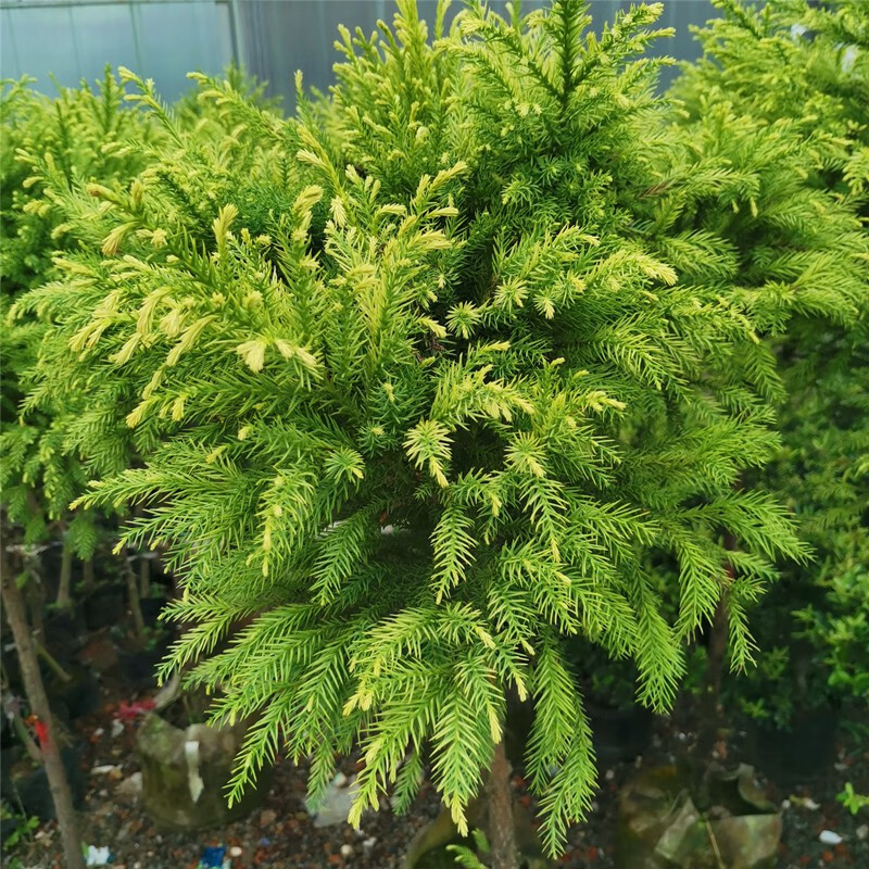 金叶水杉 黄金杉 棒棒糖造型 黄金水杉庭院盆栽彩叶 黄金杉 含盆 金杉