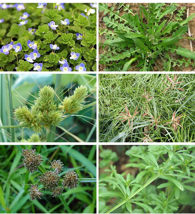 中保农药 2甲4氯二甲铵盐二甲胺盐 水稻移栽田小麦田一年生阔叶杂草