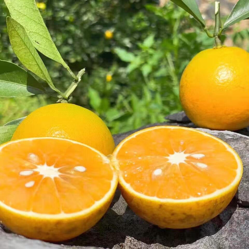 海南新鲜绿橙橙子新鲜水果当季三亚夏橙五指山特产绿橙海南绿橙3斤装