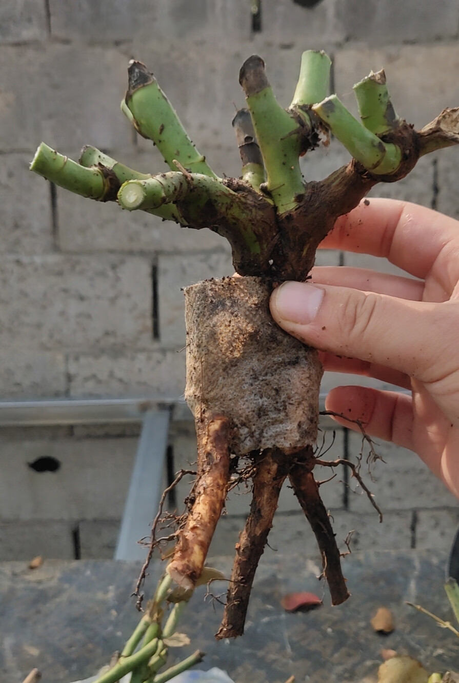 玫瑰花苗四季开花大花玫瑰花栽蔷薇老桩月季根室内阳台花卉绿植物 2号