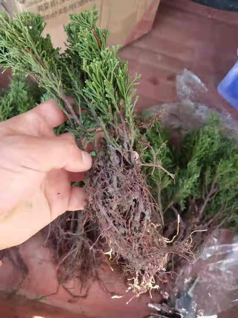 济州真柏盆景树桩新西兰珍珠柏系鱼川小品黄金真柏盆景盆栽绿植苗3年