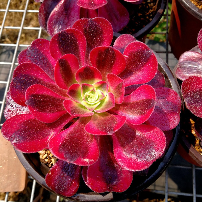 美杜莎法师多肉植物 红色法师红腹轮肉肉圆叶黑法师多肉组合盆栽肉肉