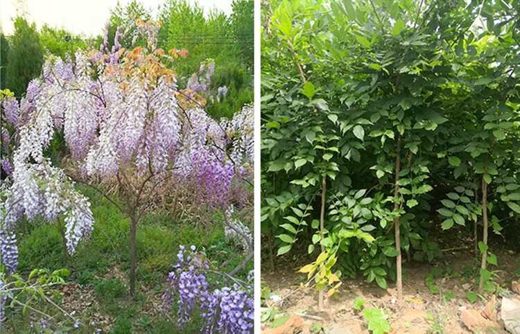 苗彩园艺 紫藤花树苗盆栽紫藤苗紫藤萝花树苗丰花紫藤日本多花紫藤