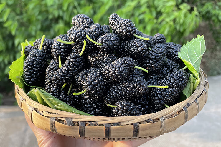 新鲜桑葚现摘现发孕妇水果黑桑葚果无沙桑椹鲜果酵素5斤带箱顺丰