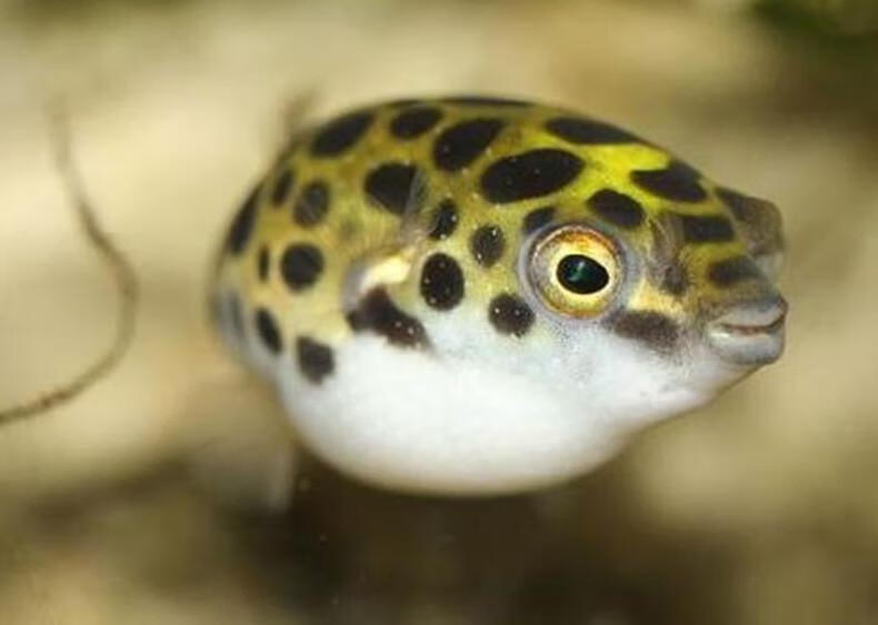 河豚鱼耐寒耐热观赏鱼气泡鱼鼓气鱼宠物狗头活体包损弓斑河豚34cm5条