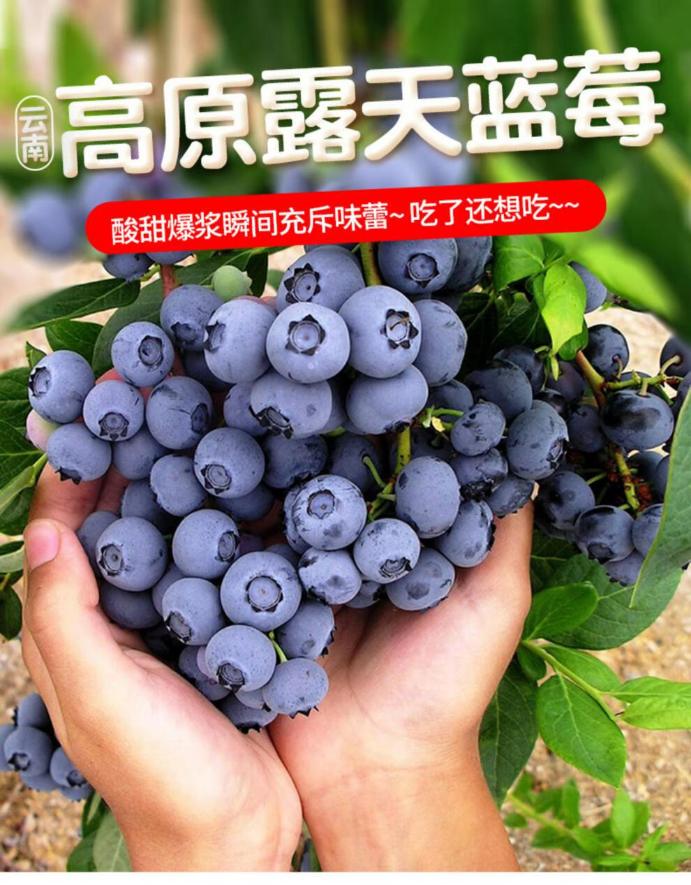 云南蓝莓鲜果大果蓝梅新鲜水果现摘现发兰梅甜浆果500g12盒超大果越大