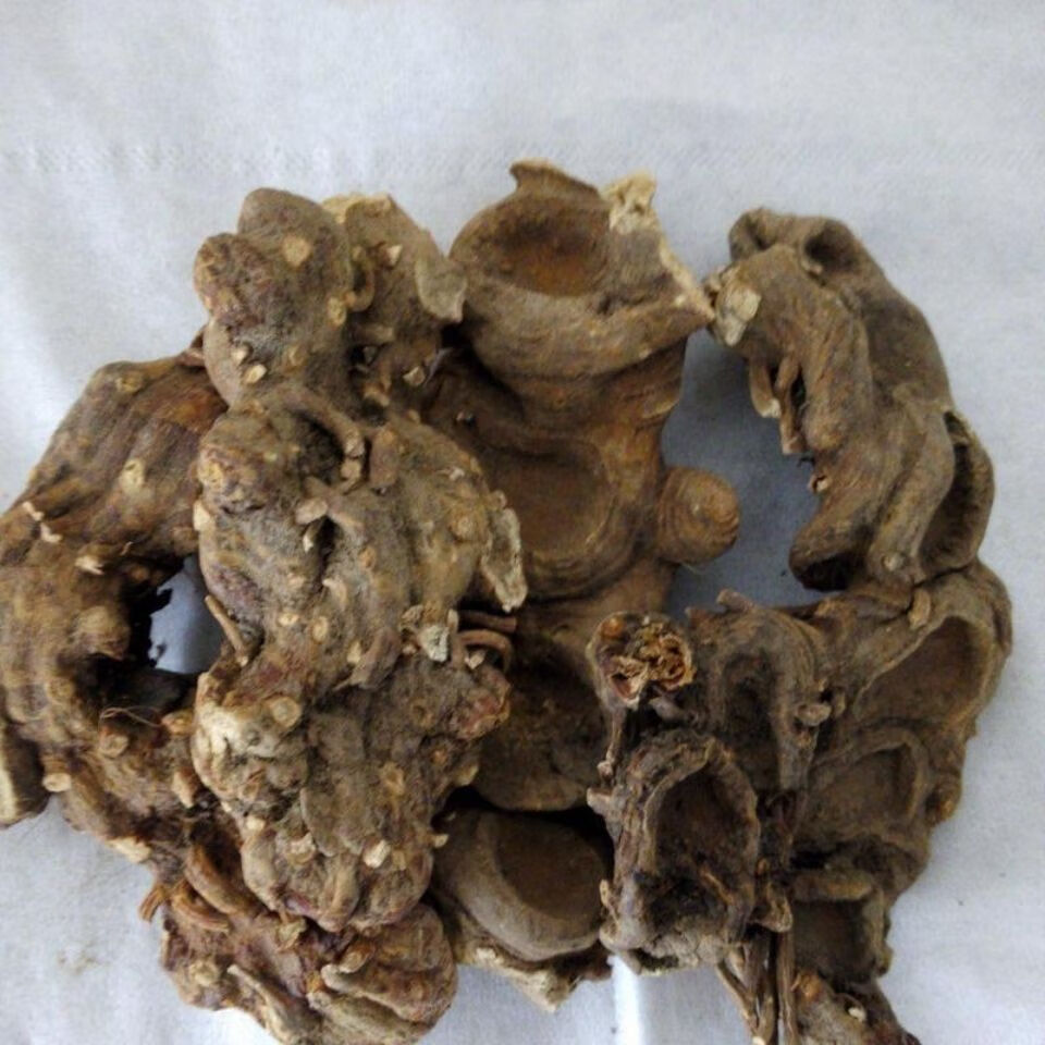 伟博中药材八角莲野生特级江边一碗水红八角连中草药八角连250克