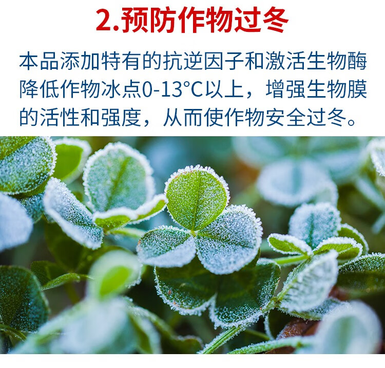 小棉袄菊树果树植物防冻液小麦大棚草莓蔬菜苗木低温倒春寒抗冻剂500