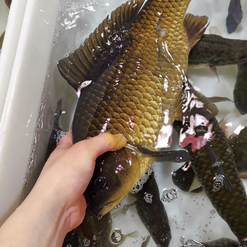 活鱼千岛湖有机鲫鱼 自产自销 湘云鲫3-4斤 (江浙沪)鲜活新鲜