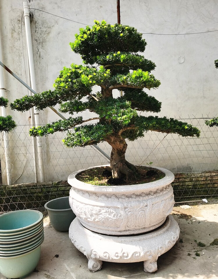 陶瓷盆罗汉松-迎客松 含盆【图片 价格 品牌 报价】-京东