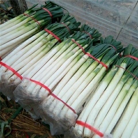 山东安丘铁杆大葱蘸酱葱自家种植新鲜无公害大葱一斤装五斤装 五斤小
