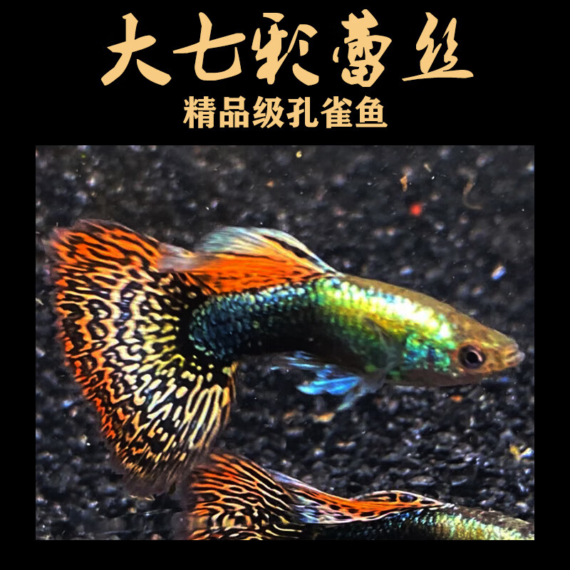 孔雀魚淡水鳳尾胎生魚活體精品懷孕母魚西瓜紅精品公母配對懷母35cm