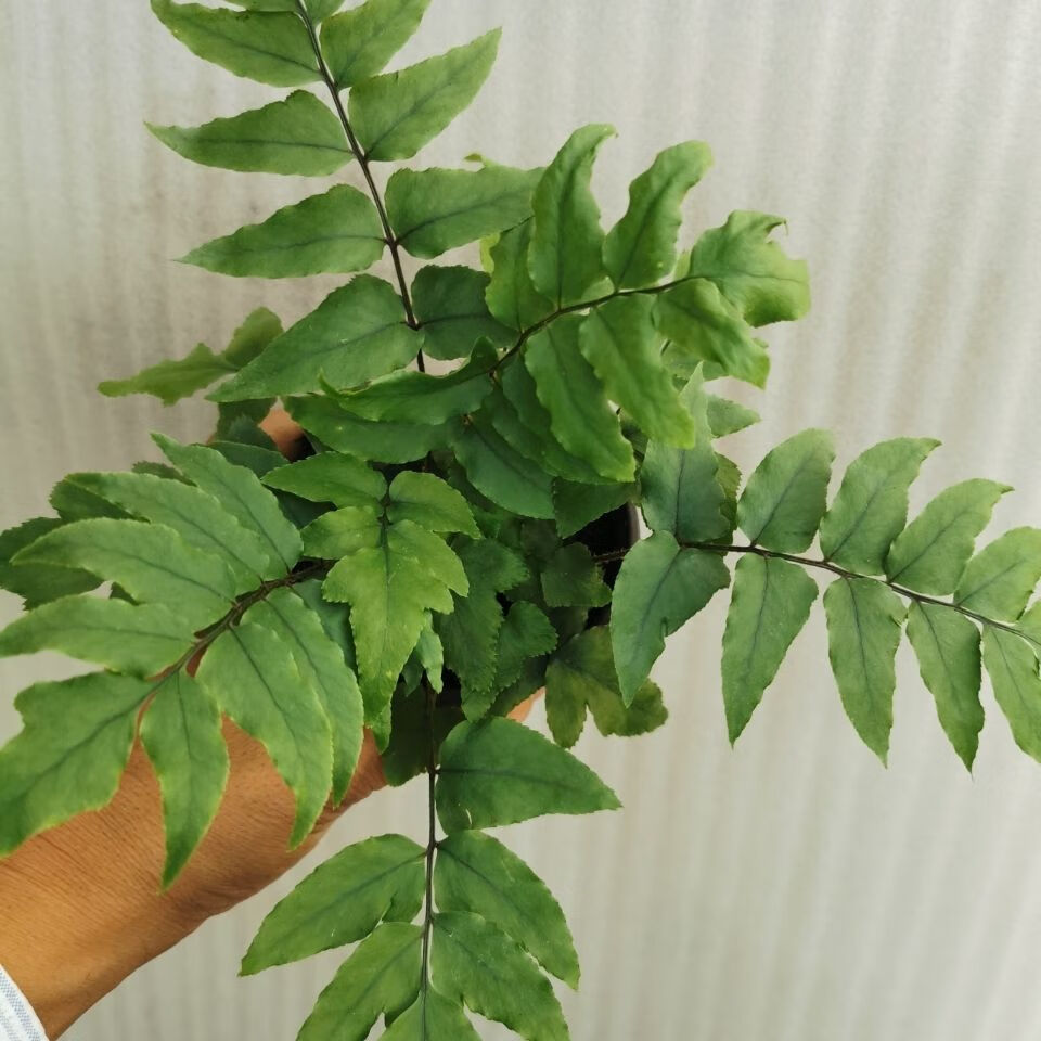 蕨類植物夏天怎麼養,蕨類植物夏天怎麼養護