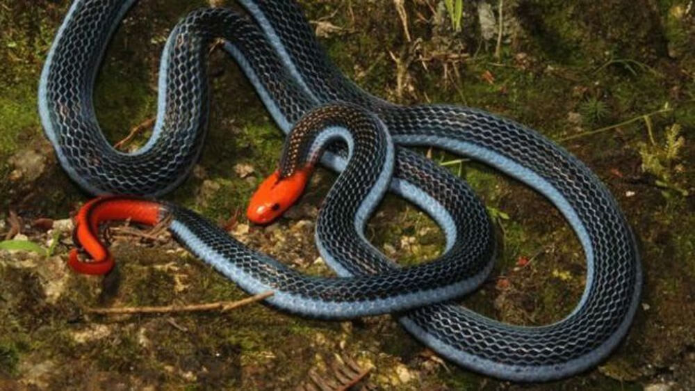 (雄黄粉) 驱蛇粉雄黄驱蛇粉硫磺粉长效家用室内外户外驱蛇器露营仿蛇