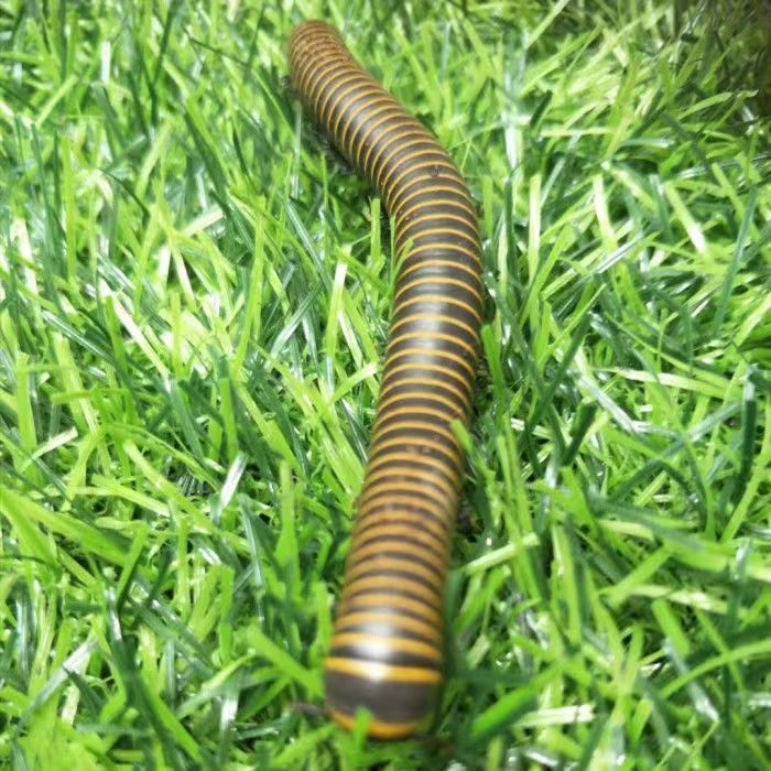 马陆虫红环黄环包活 比独角仙乌龟仓鼠鸟好养 红环20只【图片 价格