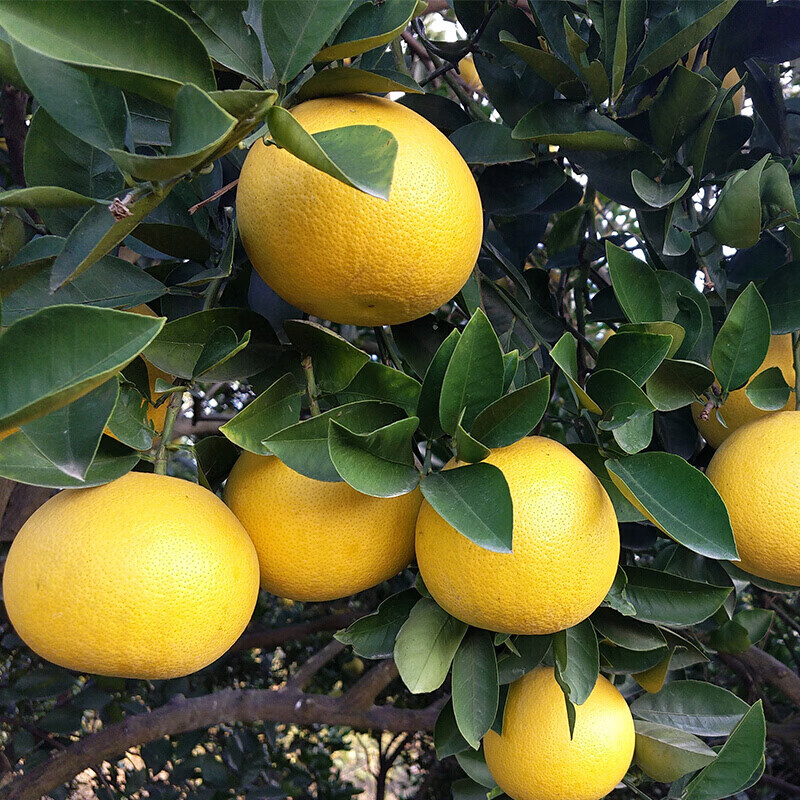 正宗 浙江衢州常山特产当季福柚子新鲜水果黄金柚贡柚