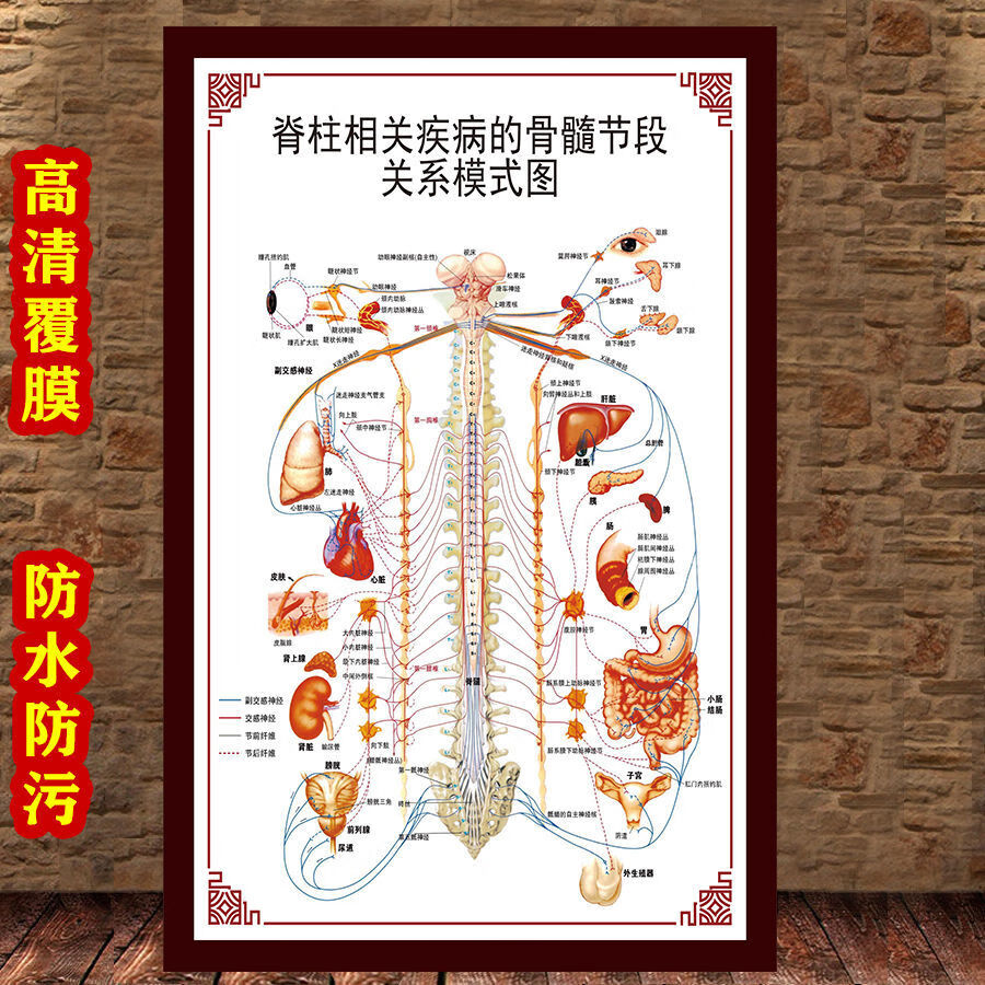 女性生殖圖人體內臟解剖系統示意圖醫學宣傳掛圖人體結構海報夢傾城yt