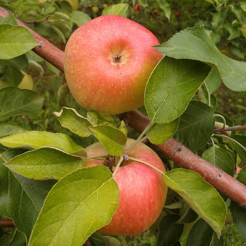 【顺丰当日发】正宗东北国光苹果小果光大连瓦房店盖州特产新鲜孕妇