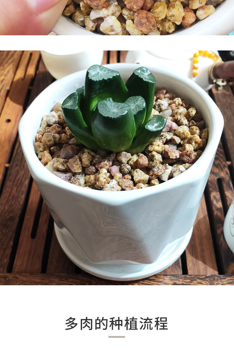 十二卷玉露万象多肉植物贵货办公室小盆栽懒人花卉夏日养不死圣母之泉