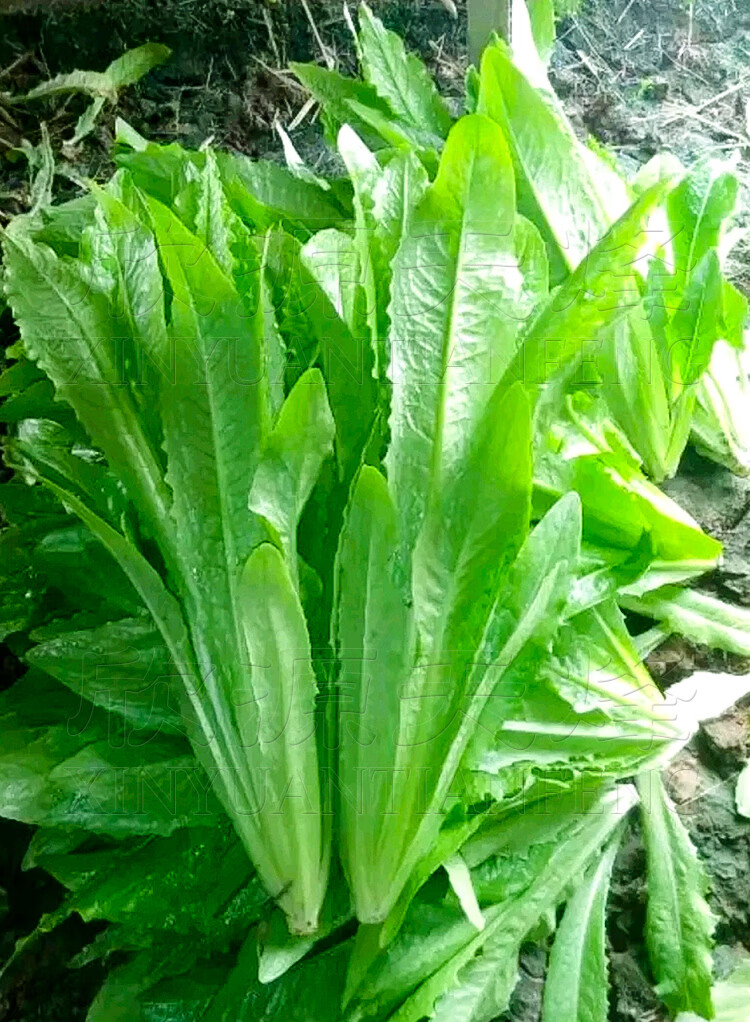 甜脆油麥菜種子米香油嘜春季四季播陽臺盆栽小青菜蔬菜種孑菜種籽 無