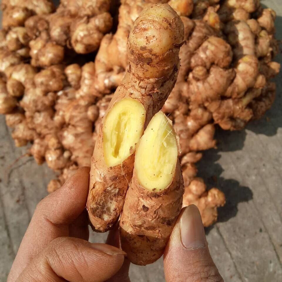 【现挖现发】云南文山小黄姜新鲜嫩姜生姜子姜多丝香辣调味小黄姜 1斤