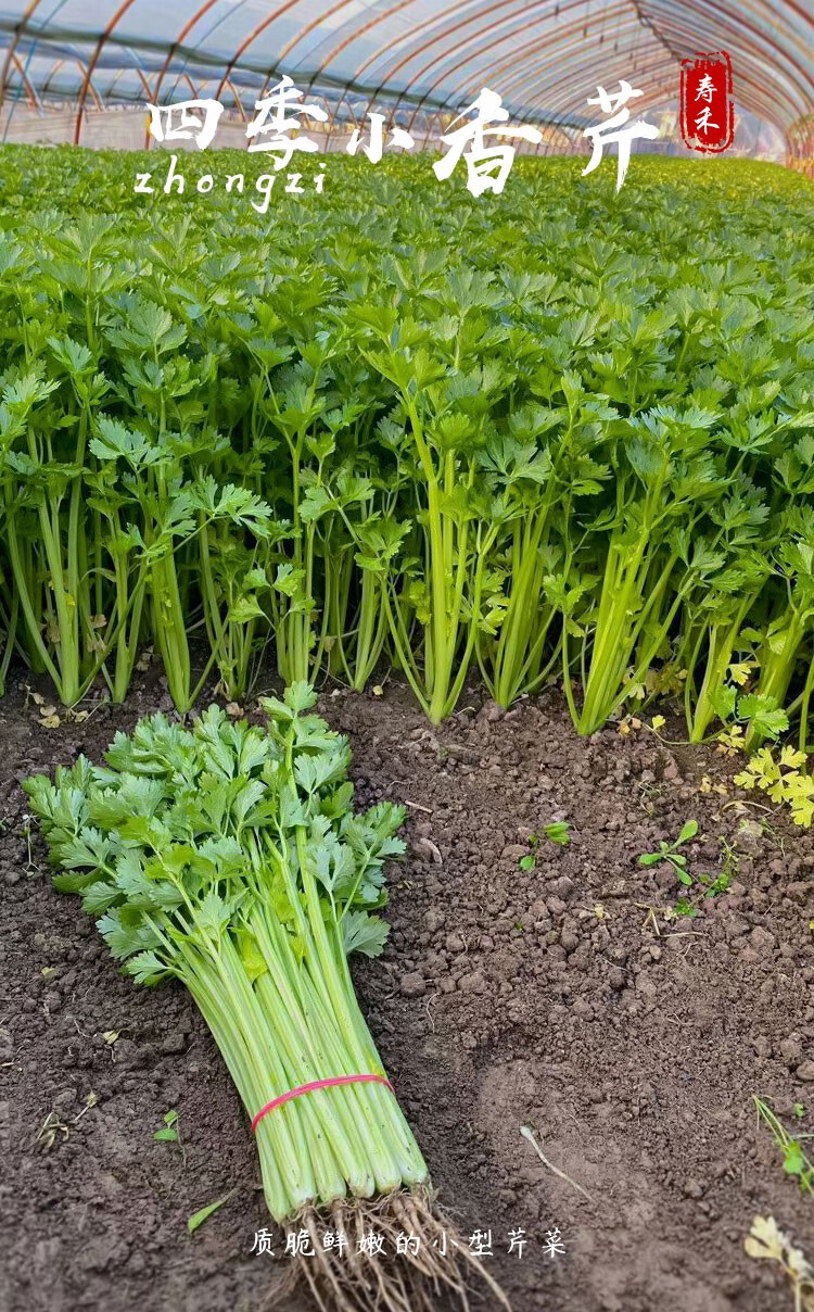 疏蔬萊菜種籽家庭蔬菜種植陽臺田園易種菜子菜籽種孑菜仔小香芹苗20棵