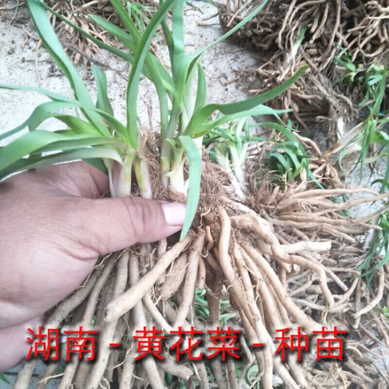 黄花菜种苗食用 基地直发 黄花菜根苗金针菜苗根四季种植黄花菜苗