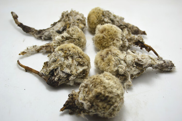 雪莲花 西藏野生雪莲花 西藏藏雪莲花 滋补养生泡酒料 500克