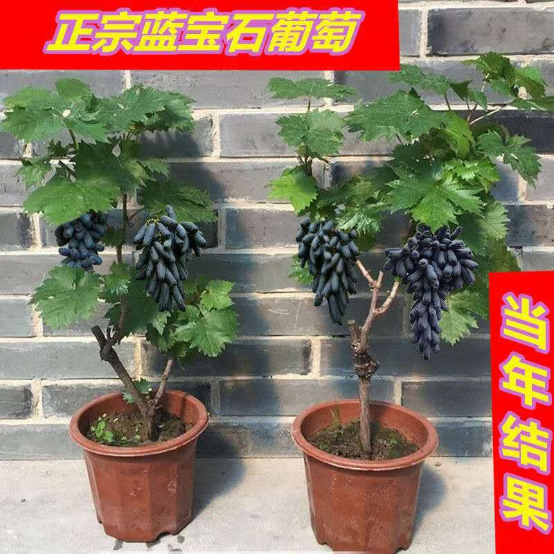 t葡萄苗蓝宝石树苗盆栽地栽葡萄树大苗爬藤果树苗南北种植葡萄树苗