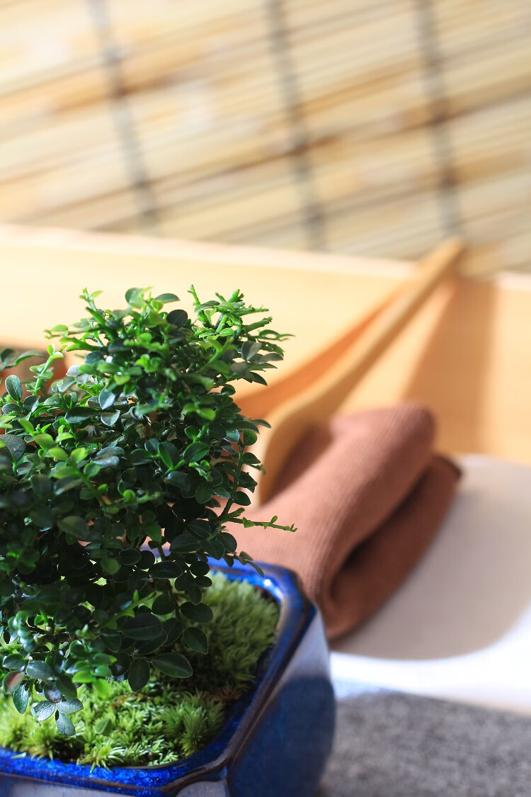 台湾达摩小叶九里香苔藓微盆景米叶九里香茶几办公室桌面迷你盆栽 蓝