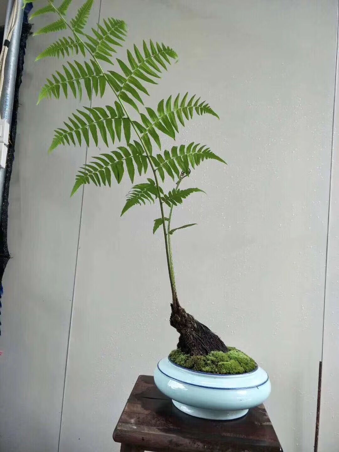 桫椤树苗植物室内摆设四季花园庭院景观绿植盆栽q 桩高20公分当季带芽