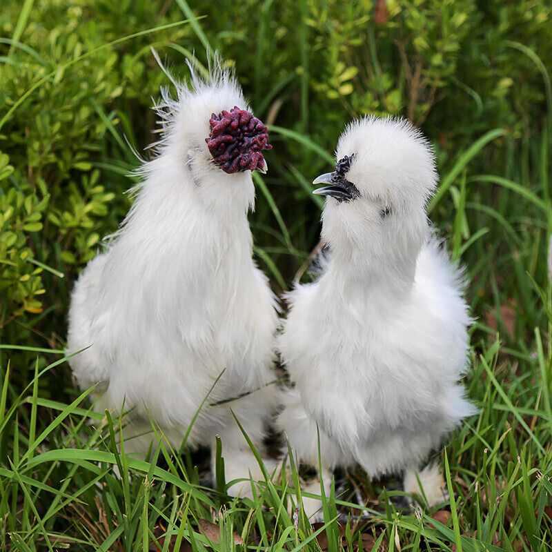 泰和乌鸡 2年散养乌骨鸡白凤乌鸡新鲜老母鸡送礼食品750g【图片 价格
