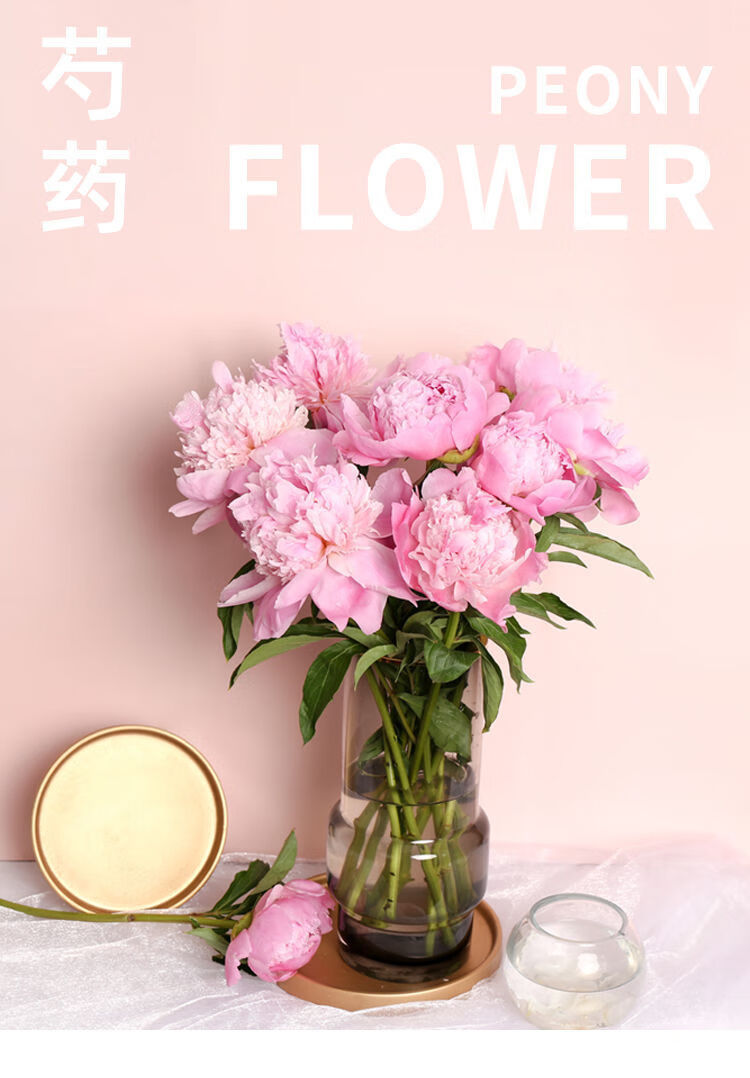 重瓣芍药鲜切花牡丹母节花束观赏鲜花水养插花真花水培花卉批发