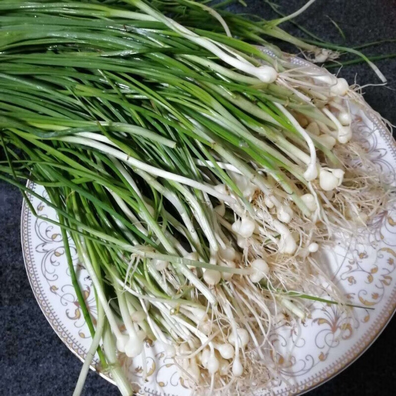 新鲜苦藠小根蒜团葱苦芥苦叫小蒜头四川茭头野葱头薤白500g 3斤【图片
