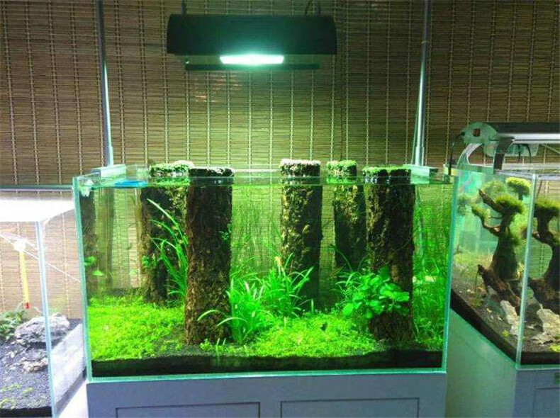 香槟树干树皮沉木爬宠水草森林雨淋造景树桩杜鹃根乌龟晒台高约5厘米